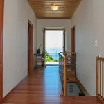 House Gecko - Mount Pelion